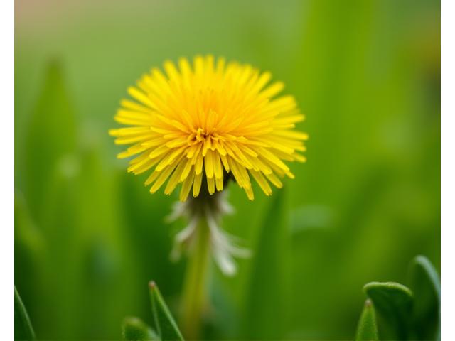 민들레 - 건강 기능성 허브